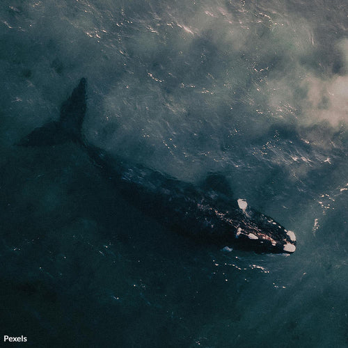 Stop Industrial Krill Fishing From Starving Whales To Death