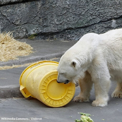End Neglect and Unsafe Conditions at the San Francisco Zoo