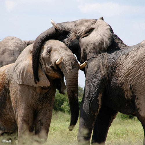 Stop Zimbabwe’s Elephant Slaughter — End This Brutal Plan Now