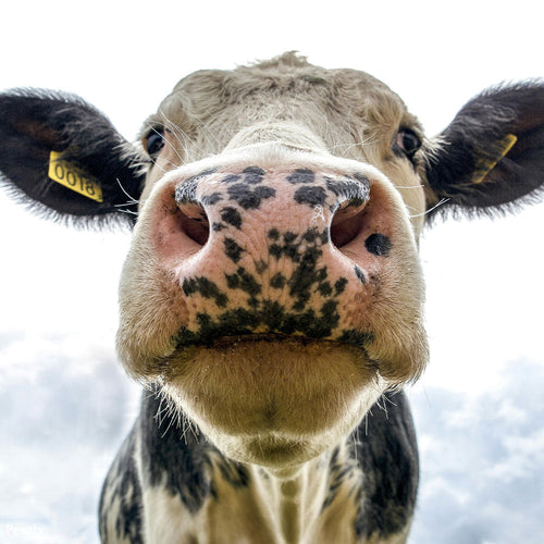 Fight for Wildlife and Human Safety — Take Action Against Bird Flu Negligence