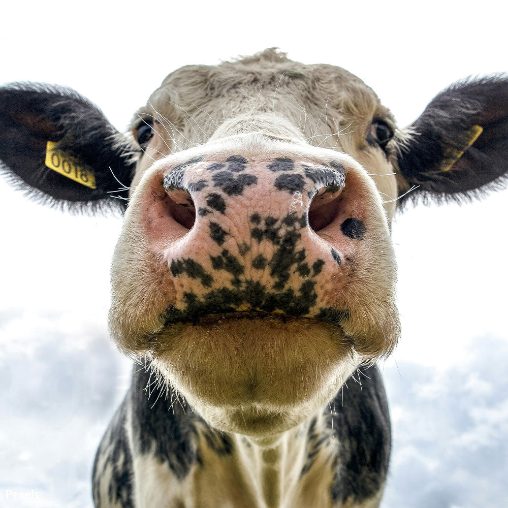 Fight for Wildlife and Human Safety — Take Action Against Bird Flu Negligence