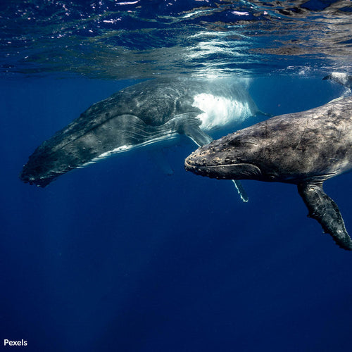 Tell The Whaling Commission To Support A Safe Sanctuary For Whale Survival