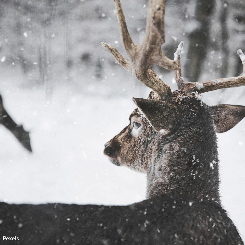 Protect Pennsylvania’s Wildlife From Thrill-Kill Poachers