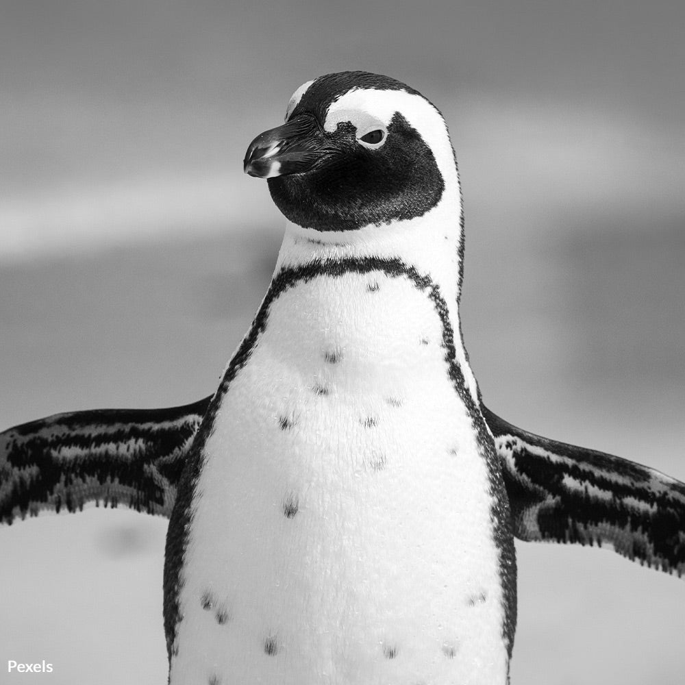 Act Now to Save Africa’s Penguins from Total Extinction