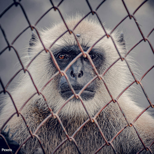 End Taxpayer Funded Cruelty Against Innocent Animals