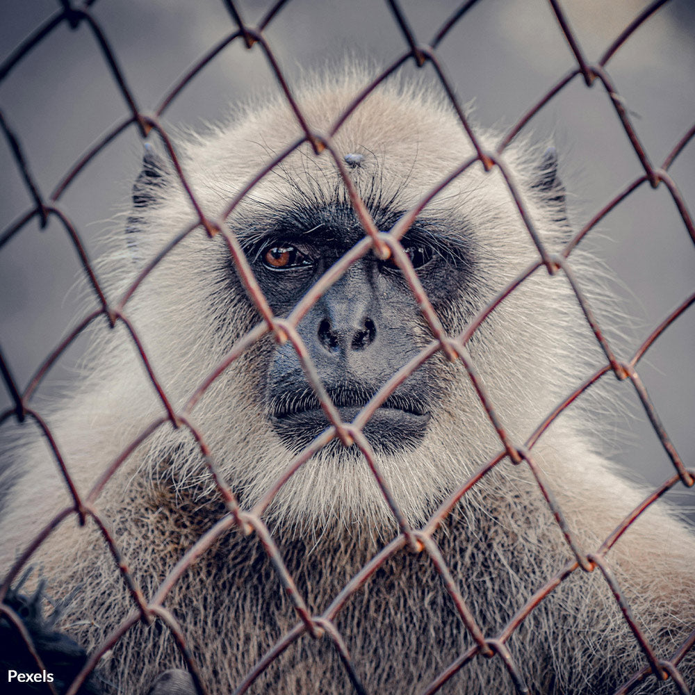 End Taxpayer Funded Cruelty Against Innocent Animals