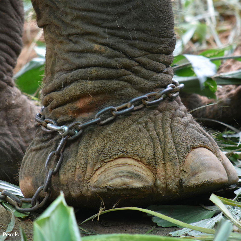 chained elephants foot. Photo credit: pexels