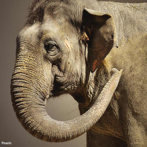 Free Happy The Elephant From Loneliness and Captivity