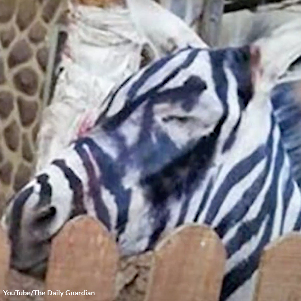 Stop This Cruel Scam — End Painted Animal Deception Now