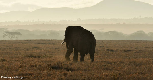 Mass Die-Off of African Elephants Linked with Climate Change-Induced Algal Blooms