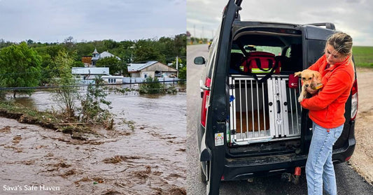 Pets and People Are Reeling From Severe Flooding in Central Europe, You Can Help