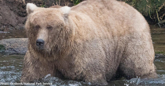 A large brown bear wades through water, surrounded by rocks and greenery.