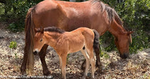 Ten Healthy Foals Born to Corolla Wild Horse Herd So Far This Year