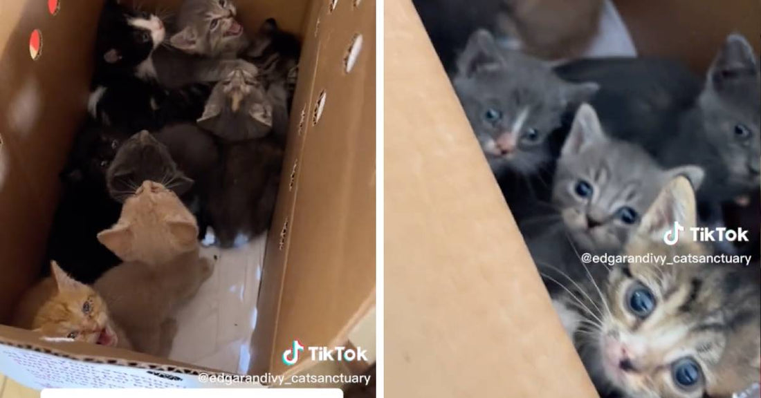 22 Tiny Kittens Abandoned Outside Texas Veterinary Office Without Their Mothers