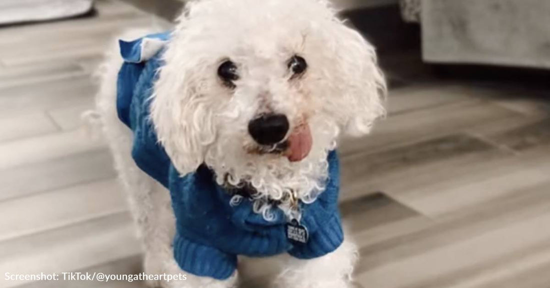 22-Year-Old Dog Looking For New Home After His Mom Passes Away Unexpectedly