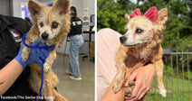 Small senior dog with cloudy eyes is held by a person indoors, while a second image shows the same dog outside wearing a pink bow.