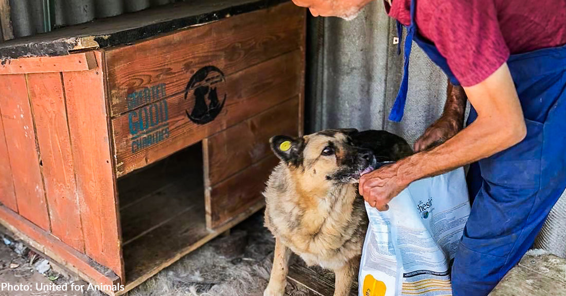 Over 300 Dogs Rescued From Frontlines Have Full Bellies, Thanks to You