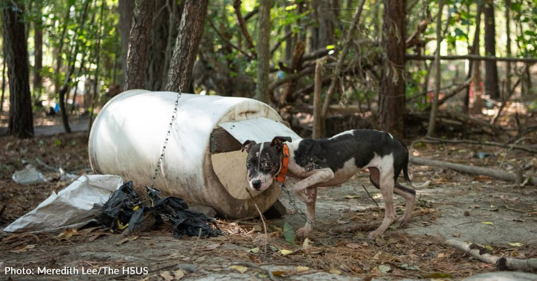 Over 300 Dogs Rescued From Largest Dogfighting Ring Bust In South Carolina