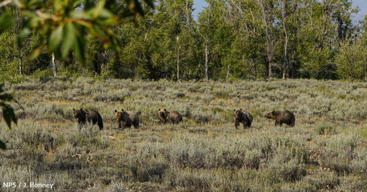 One of Grizzly Bear 399's Four Famous Cubs Killed By Car