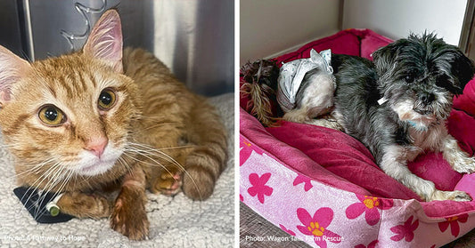 A close-up of an orange cat and a small dog resting in a cozy bed.