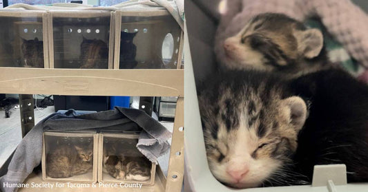 More Than 40 Neglected Cats and Kittens Rescued From Washington Home