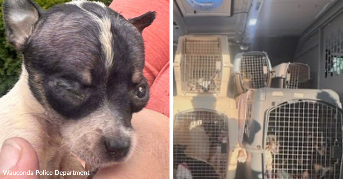 Close-up of a small puppy with one eye injured or closed, being held gently. Interior of a vehicle filled with multiple dogs inside crates stacked closely together.