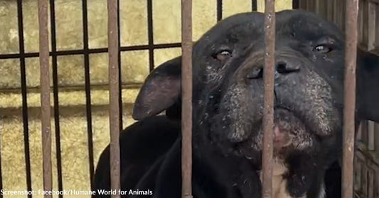 Nearly 70 Dogs Being Rescued from Dog Meat Farm in South Korea