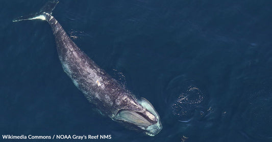 High Tech Alerts Give Endangered Whales a Fighting Chance