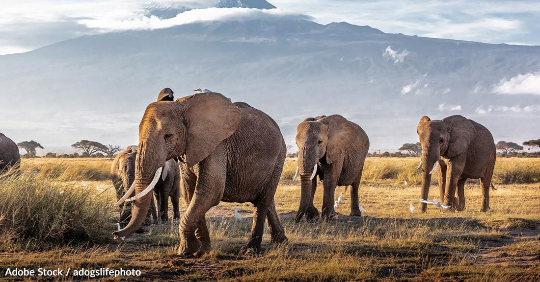 Trophy Hunting Contributes to The Plight Of Threatened African Elephants And Could Soon Drive Them Extinct