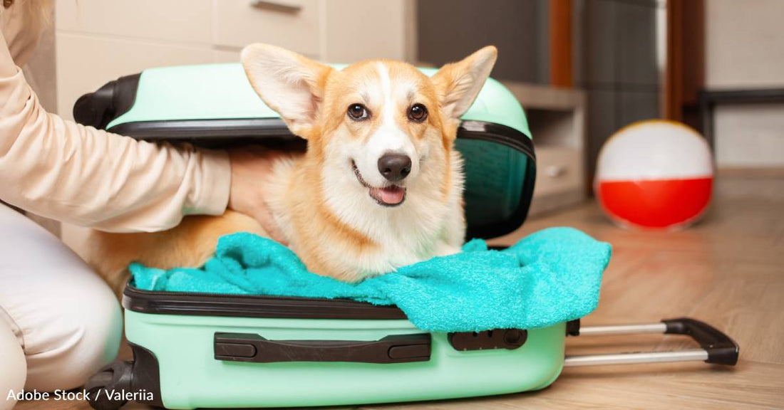 American Airlines Eases a Portion of its Carry-On Policy to Make Pet Travel a Bit Easier