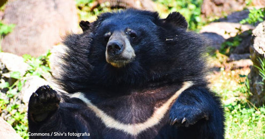 From Dark Cages to Hopeful Horizons: The Fight to Save Asia's Moon Bears