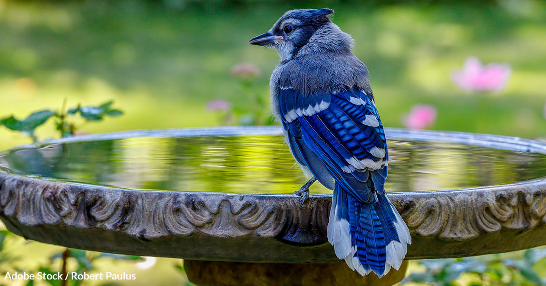 How Backyard Bird Watchers Can Protect Songbirds From A Mysterious Disease