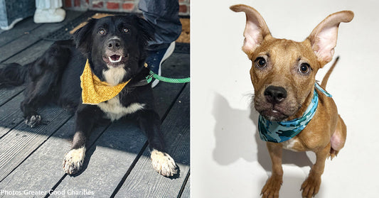 Get Pets at Overcrowded Shelters Airborne On Our Clear The Shelters Flight to Freedom