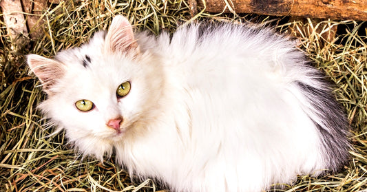 7 Ways To Convince Feral Cats to Take Shelter