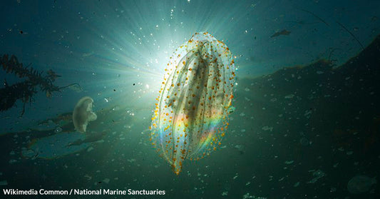 Bioluminescent Comb Jellies Transform Marine Ecosystems