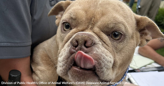 Close-up of a tan bulldog licking its nose while being held outdoors.