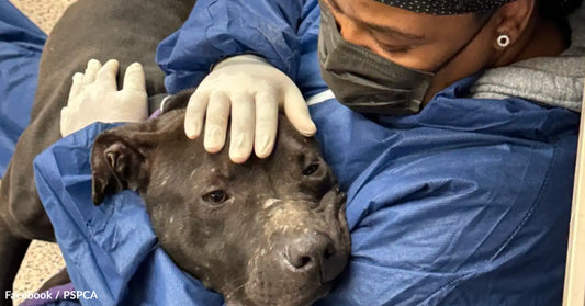 A person lovingly cradles a dog, both looking calm and comforted.