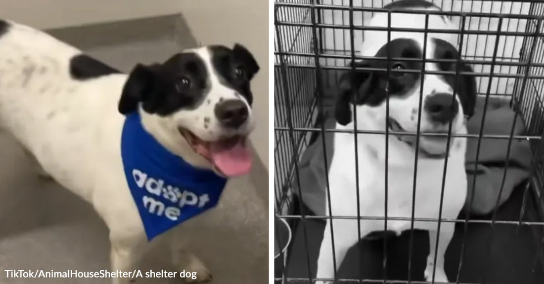 Black-and-white shelter dog wears a blue “Adopt me” bandana in one frame and sits inside a wire crate in the next.