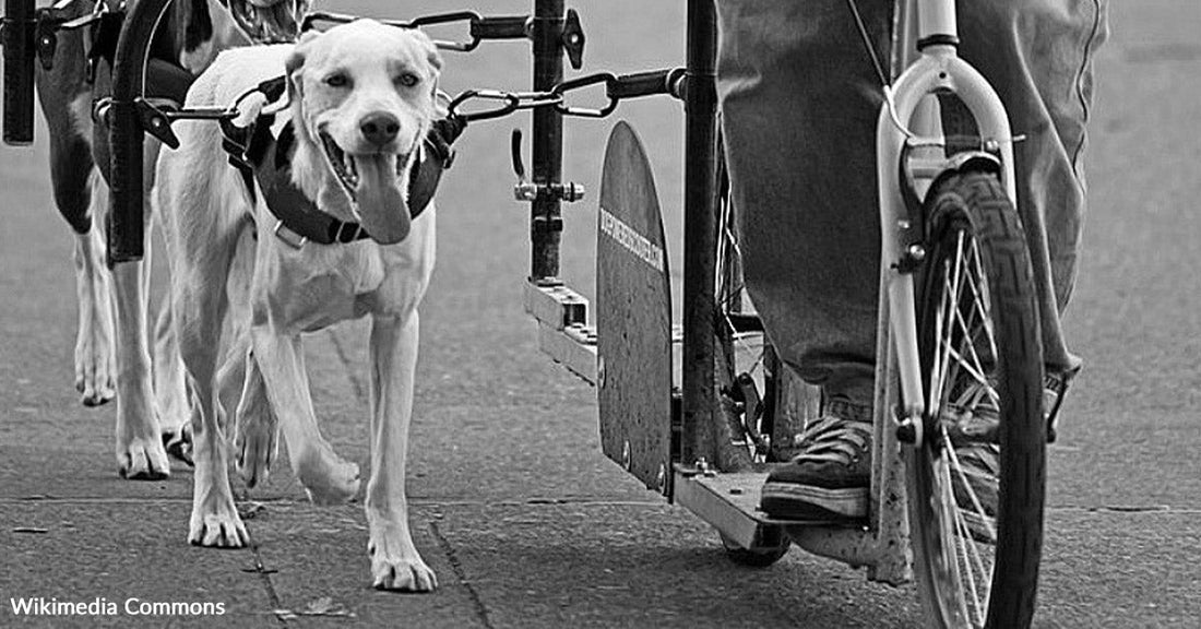 Two harnessed dogs walking beside and pulling a small cart attached to a bicycle while a person rides alongside.