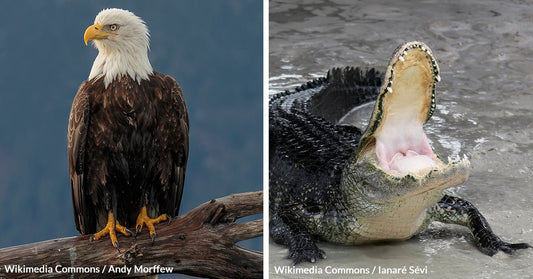 Celebrating Remarkable Wildlife Recoveries as the Endangered Species Act Turns 50