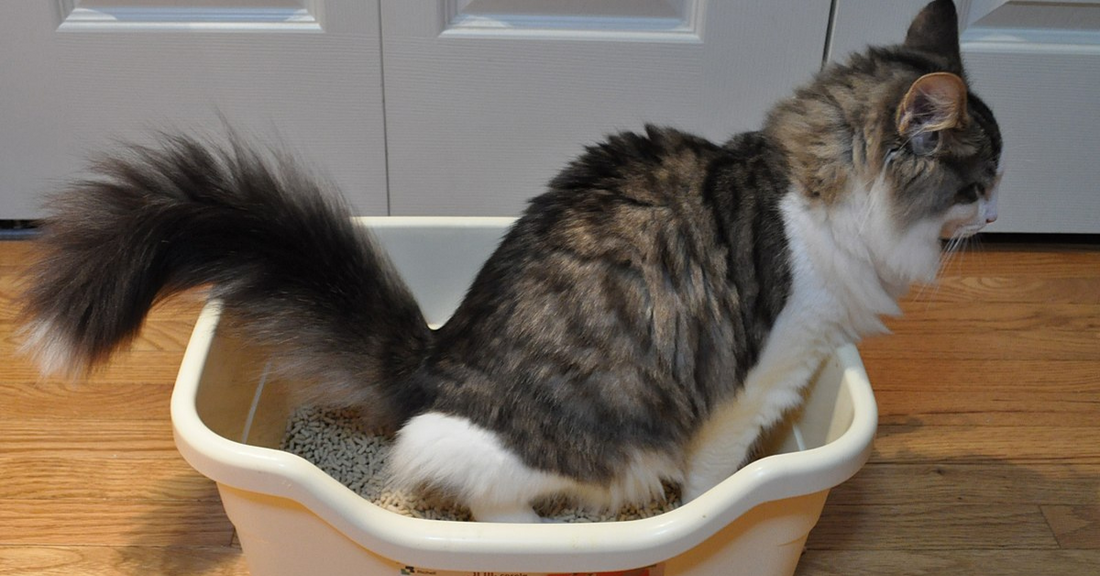 Affordable Litter Box Hack Prevents Cats From Spilling Litter All Over The Floor