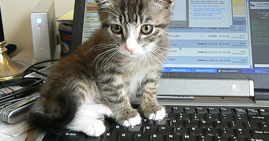 People Are Putting Out A Separate Laptop For Their Cat To Lie On While Working From Home