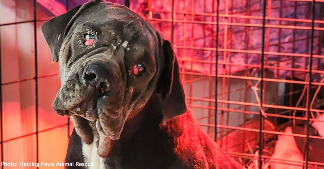 Dog Chained to Tree Entire Life & Suffering from Painful Infections Finally Freed