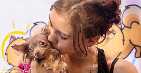 Student Rescues Senior Chihuahua with Alopecia, Takes Her from Scaredy Cat to Social Butterfly