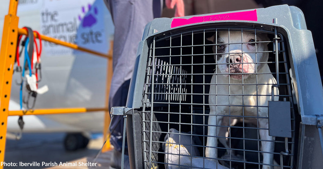 Over 40 Shelter Dogs & Cats Land in Wisconsin to Find Loving Homes