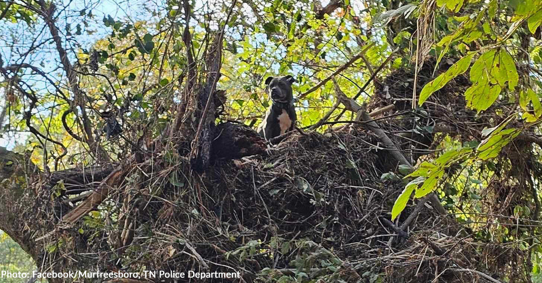 Dog Stranded in 20-Foot Tree After Hurricane Helene Saved by Tennessee K9 Kari