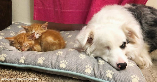 This Blind and Deaf Aussie Helped Raise 2 COVID Kittens and a Deafblind Puppy