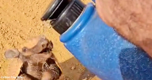 A person offers water to a small, thirsty animal in a sandy environment.