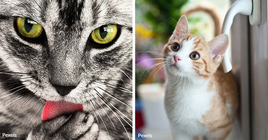 Celebrate National Cat Health Month with these Essential Care Tips