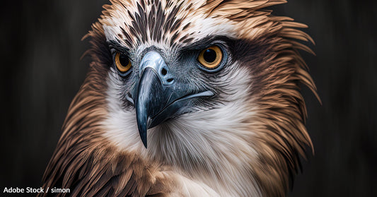 Saving the Philippine Eagle: Immediate Action Needed to Protect Nesting Sites